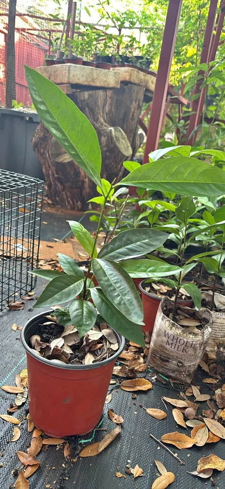 Black Sapote live plant approximately 14 inches tall