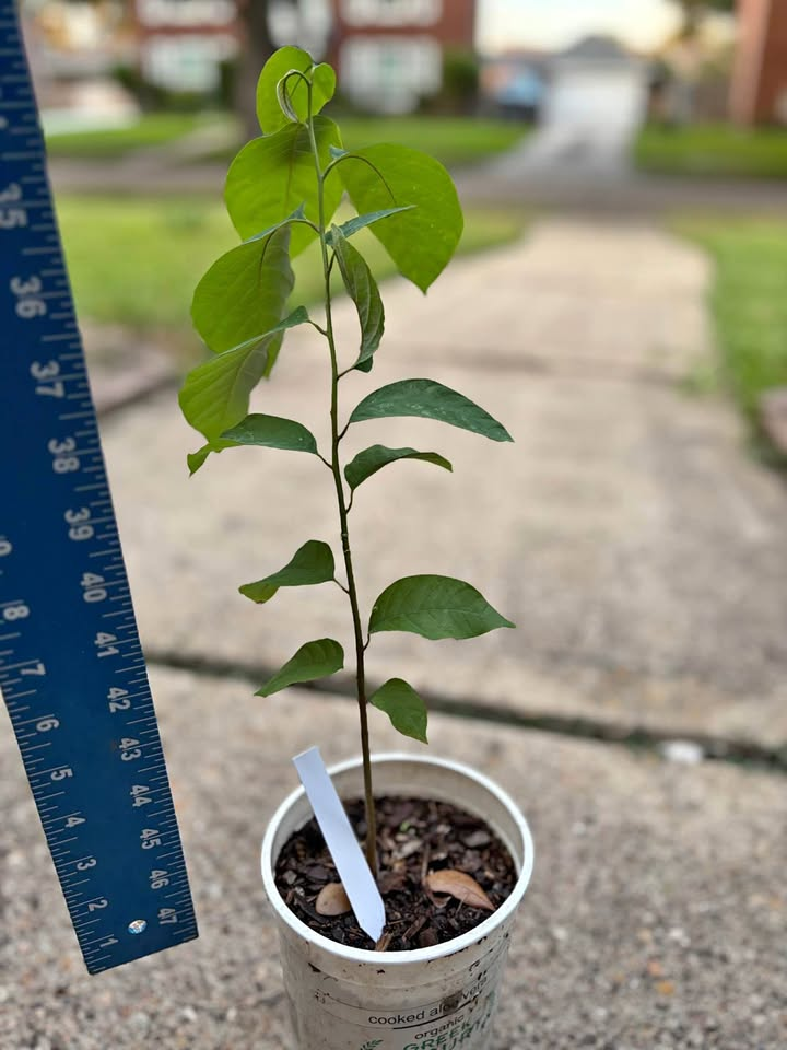 Cherimoya live plant