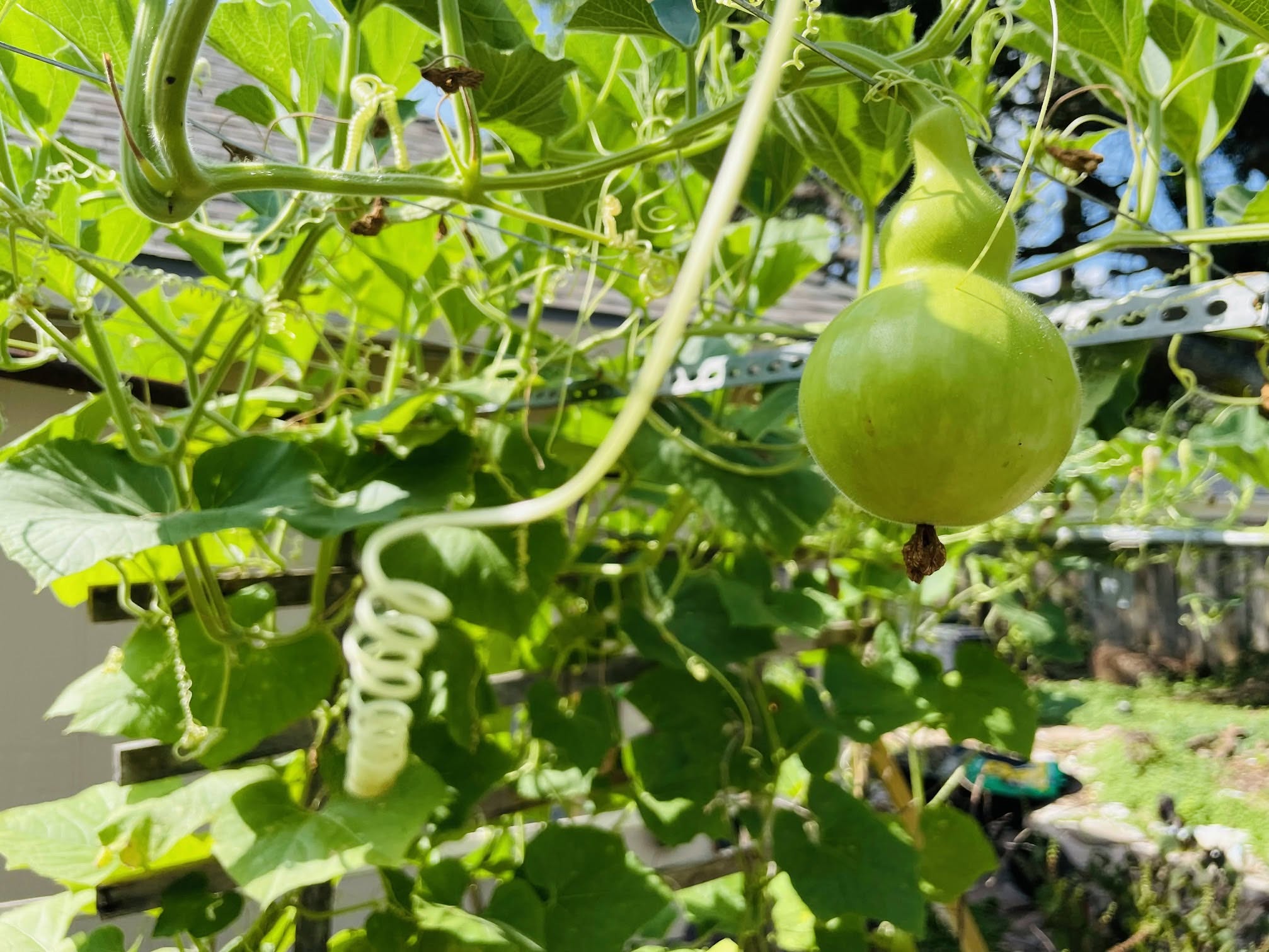 Moonie Garden home-grown luffa vine
